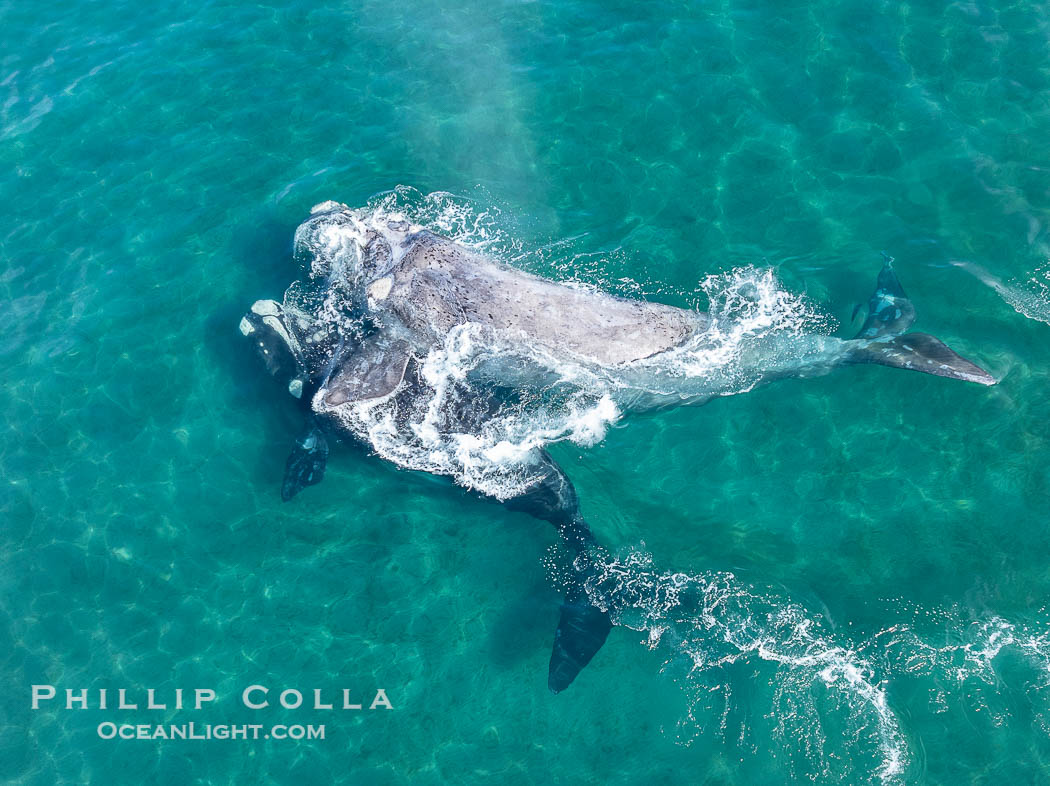 Courting Pair of Southern Right Whales, Aerial Photo. By permission of the Government of Argentina, Chubut, permit # 51 / 2025-SsCyA., Eubalaena australis, natural history stock photograph, photo id 41317