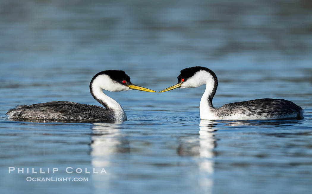 Courting Western Grebes., Aechmophorus occidentalis, natural history stock photograph, photo id 41542