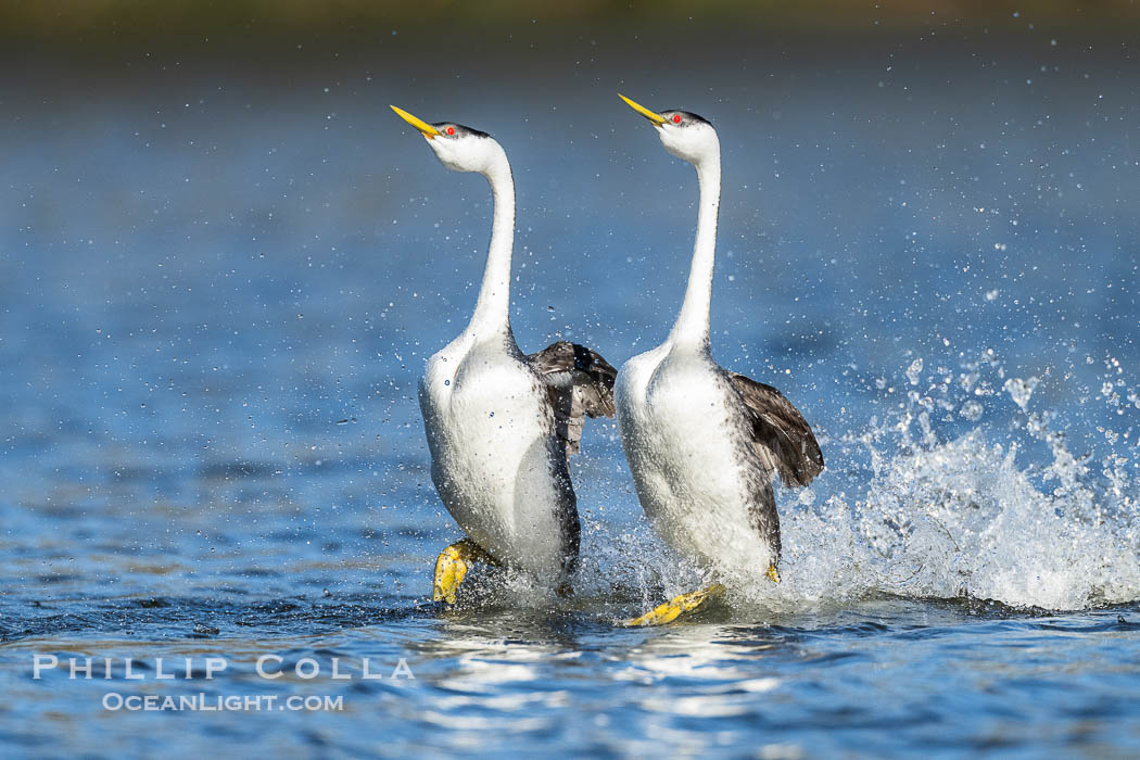 Western Grebes rushing across Lake Wohlford, exhibiting a spectacular courtship behavior in which the aquatic birds literally run across the surface of the water while their feet hit the water up to 20 times per second. Escondido, California, USA, Aechmophorus occidentalis, natural history stock photograph, photo id 40840