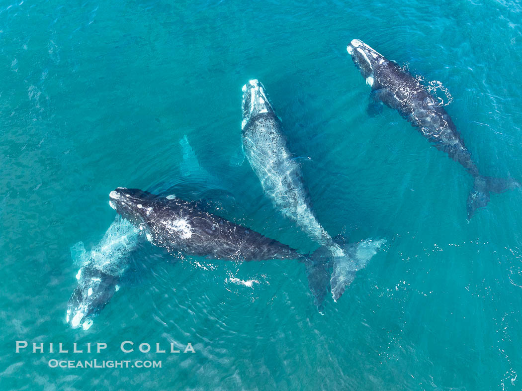 Aerial photo of Courtship / Mating Group of Southern Right Whales at Peninsula Valdes, Argentina. Eubalaena australis. By permission of the Government of Argentina, Chubut, permit # 51 / 2025-SsCyA., Eubalaena australis, natural history stock photograph, photo id 41318