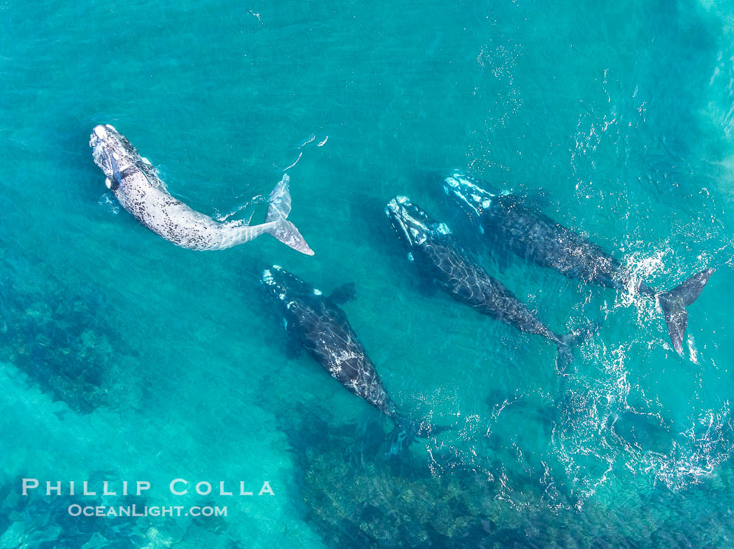 Aerial photo of Courtship / Mating Group of Southern Right Whales at Peninsula Valdes, Argentina. Eubalaena australis. By permission of the Government of Argentina, Chubut, permit # 51 / 2025-SsCyA., Eubalaena australis, natural history stock photograph, photo id 41322