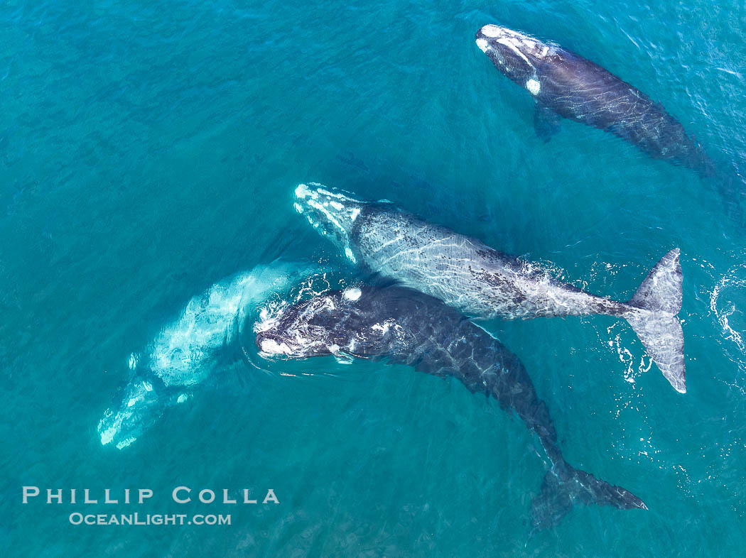 Aerial photo of Courtship / Mating Group of Southern Right Whales at Peninsula Valdes, Argentina. Eubalaena australis. By permission of the Government of Argentina, Chubut, permit # 51 / 2025-SsCyA., Eubalaena australis, natural history stock photograph, photo id 41236