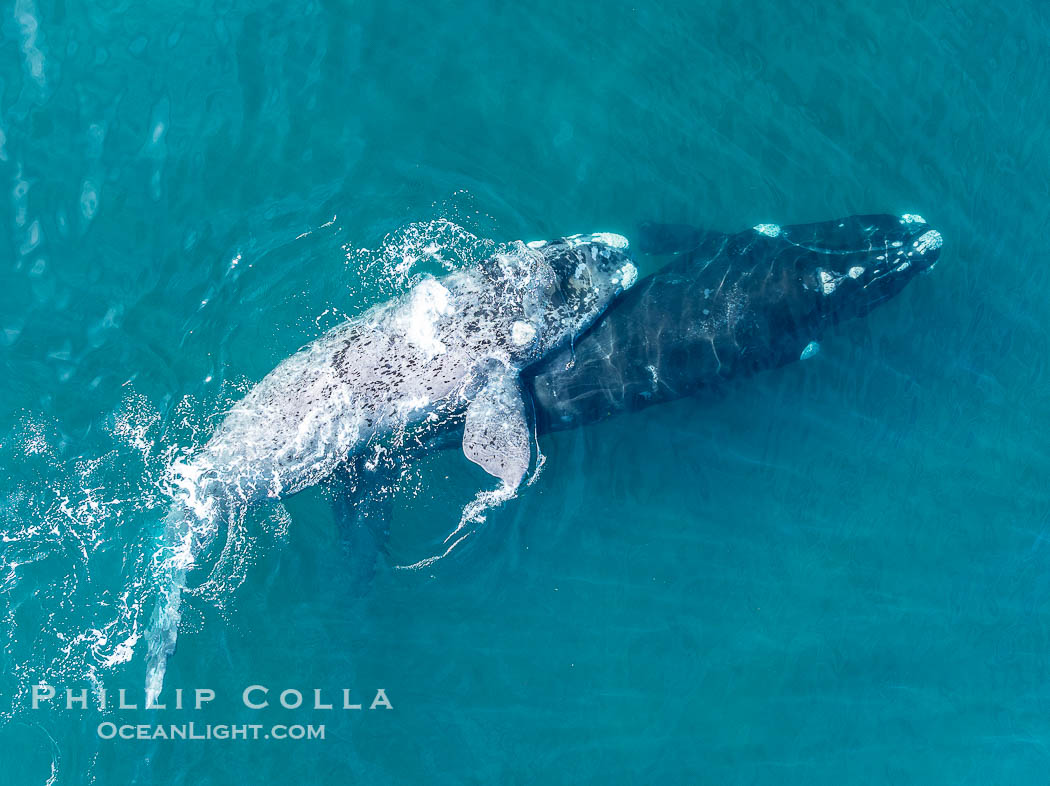 Aerial photo of Courtship / Mating Group of Southern Right Whales at Peninsula Valdes, Argentina. Eubalaena australis. By permission of the Government of Argentina, Chubut, permit # 51 / 2025-SsCyA., Eubalaena australis, natural history stock photograph, photo id 41268