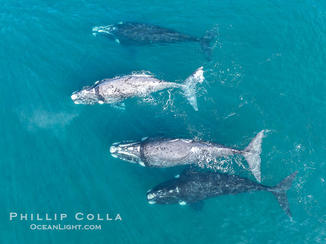 Aerial photo of Courtship / Mating Group of Southern Right Whales at Peninsula Valdes, Argentina. Eubalaena australis. By permission of the Government of Argentina, Chubut, permit # 51 / 2025-SsCyA., Eubalaena australis, natural history stock photograph, photo id 41320