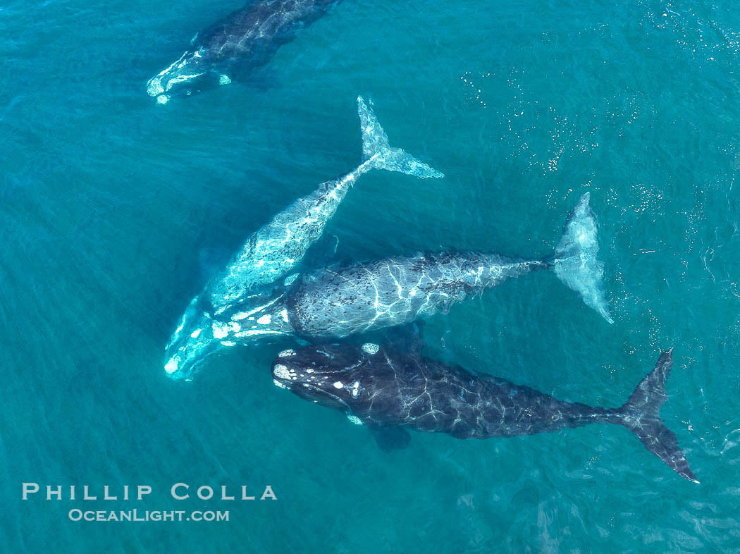 Aerial photo of Courtship / Mating Group of Southern Right Whales at Peninsula Valdes, Argentina. Eubalaena australis. By permission of the Government of Argentina, Chubut, permit # 51 / 2025-SsCyA., Eubalaena australis, natural history stock photograph, photo id 41319
