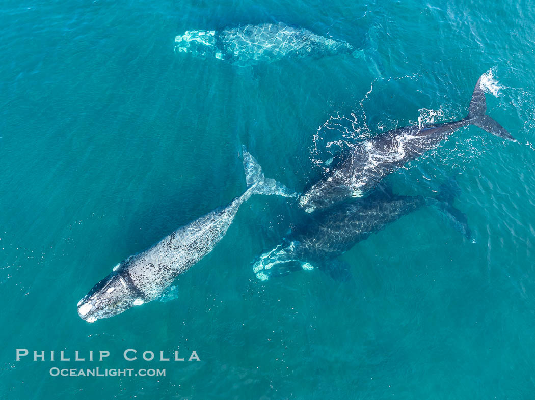 Aerial photo of Courtship / Mating Group of Southern Right Whales at Peninsula Valdes, Argentina. Eubalaena australis. By permission of the Government of Argentina, Chubut, permit # 51 / 2025-SsCyA., Eubalaena australis, natural history stock photograph, photo id 41323