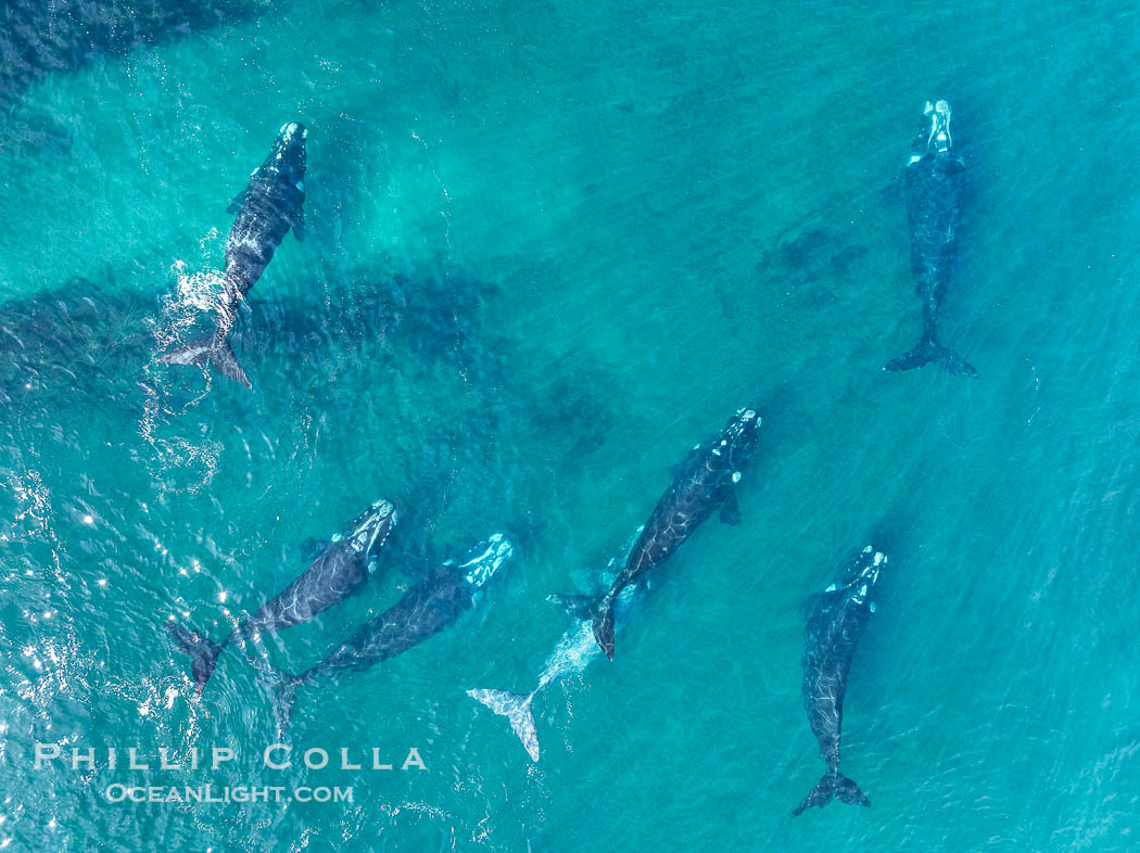 Aerial photo of Seven Southern Right Whales Engaged in Courtship / Mating at Peninsula Valdes, Argentina. Eubalaena australis. By permission of the Government of Argentina, Chubut, permit # 51 / 2025-SsCyA., Eubalaena australis, natural history stock photograph, photo id 41237