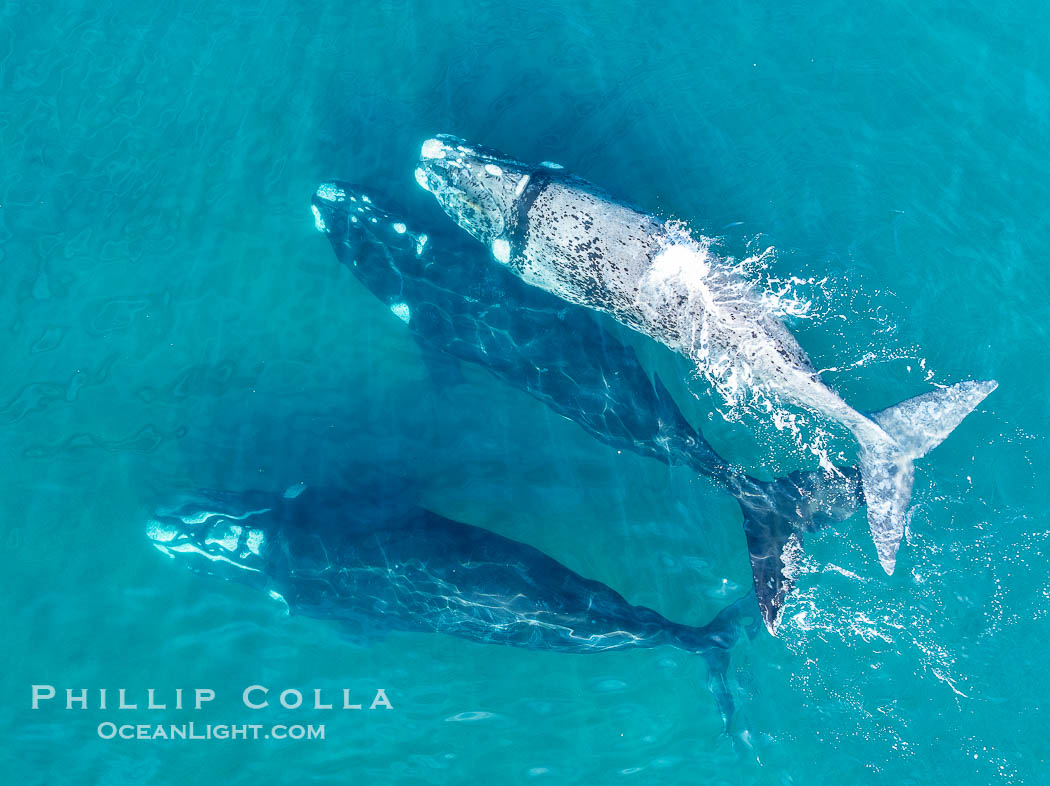 Aerial photo of Courtship / Mating Group of Southern Right Whales at Peninsula Valdes, Argentina. Eubalaena australis. By permission of the Government of Argentina, Chubut, permit # 51 / 2025-SsCyA., Eubalaena australis, natural history stock photograph, photo id 41321