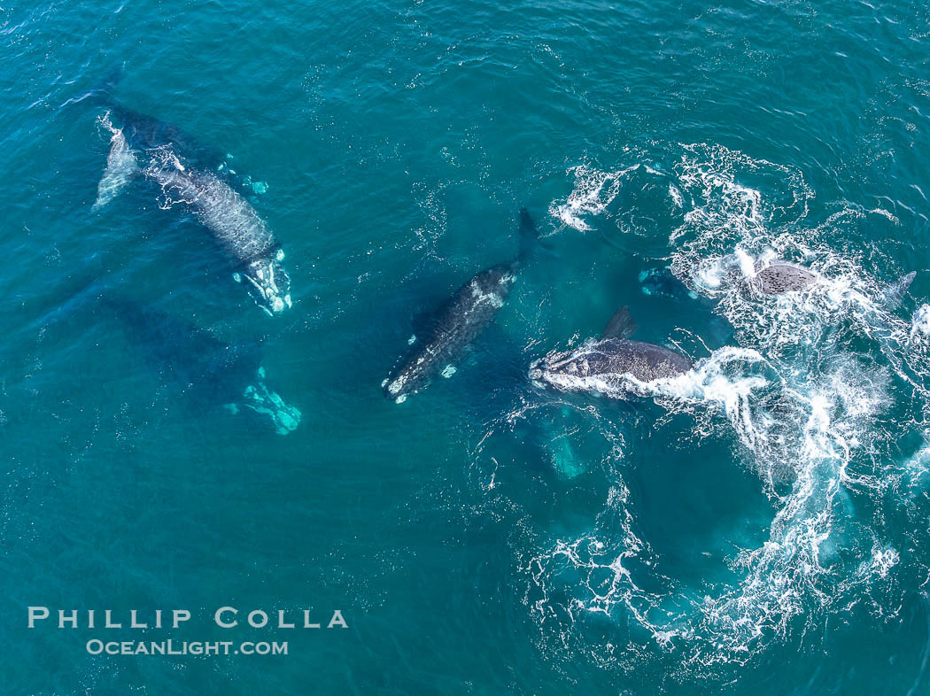Aerial photo of Seven Southern Right Whales Engaged in Courtship / Mating at Peninsula Valdes, Argentina. Eubalaena australis. By permission of the Government of Argentina, Chubut, permit # 51 / 2025-SsCyA., Eubalaena australis, natural history stock photograph, photo id 41325