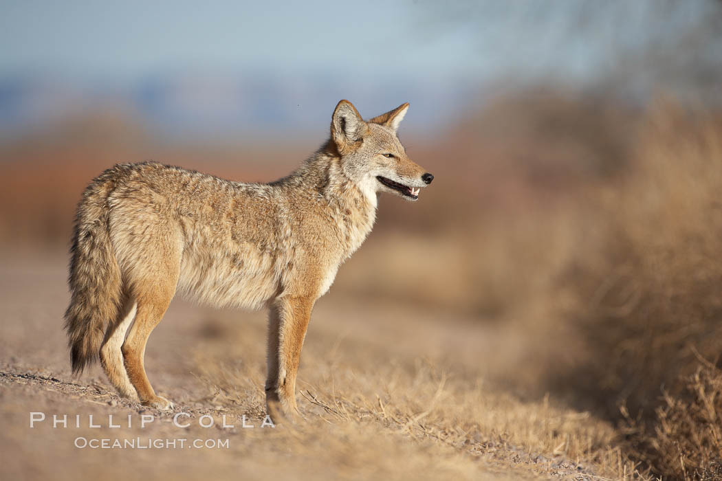 Coyote, pausing to look for prey as it passes through Bosque del Apache National Wildlife Refuge. Socorro, New Mexico, USA, Canis latrans, natural history stock photograph, photo id 21875