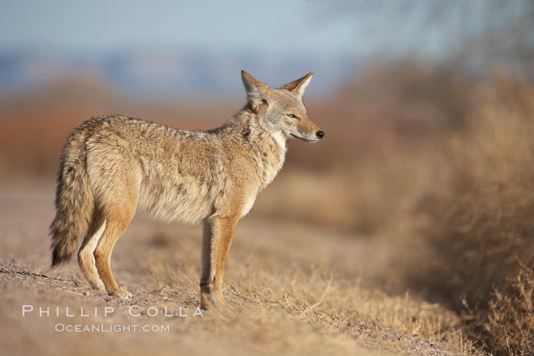 Coyote, pausing to look for prey as it passes through Bosque del Apache National Wildlife Refuge. Socorro, New Mexico, USA, Canis latrans, natural history stock photograph, photo id 22035