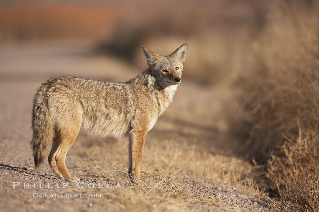 Coyote, pausing to look for prey as it passes through Bosque del Apache National Wildlife Refuge. Socorro, New Mexico, USA, Canis latrans, natural history stock photograph, photo id 21973