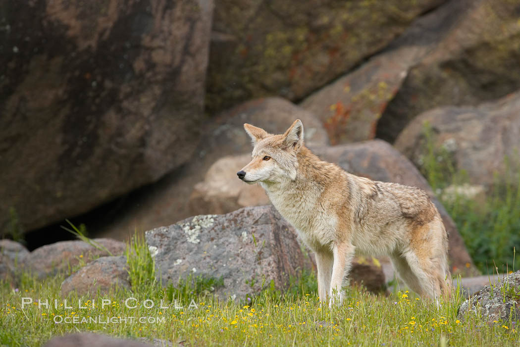 Coyote, Sierra Nevada foothills, Mariposa, California., Canis latrans, natural history stock photograph, photo id 15894