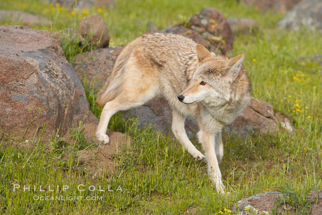 Coyote, Sierra Nevada foothills, Mariposa, California., Canis latrans, natural history stock photograph, photo id 15898
