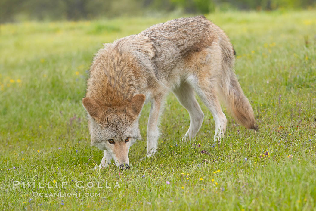 Coyote, Sierra Nevada foothills, Mariposa, California., Canis latrans, natural history stock photograph, photo id 15902