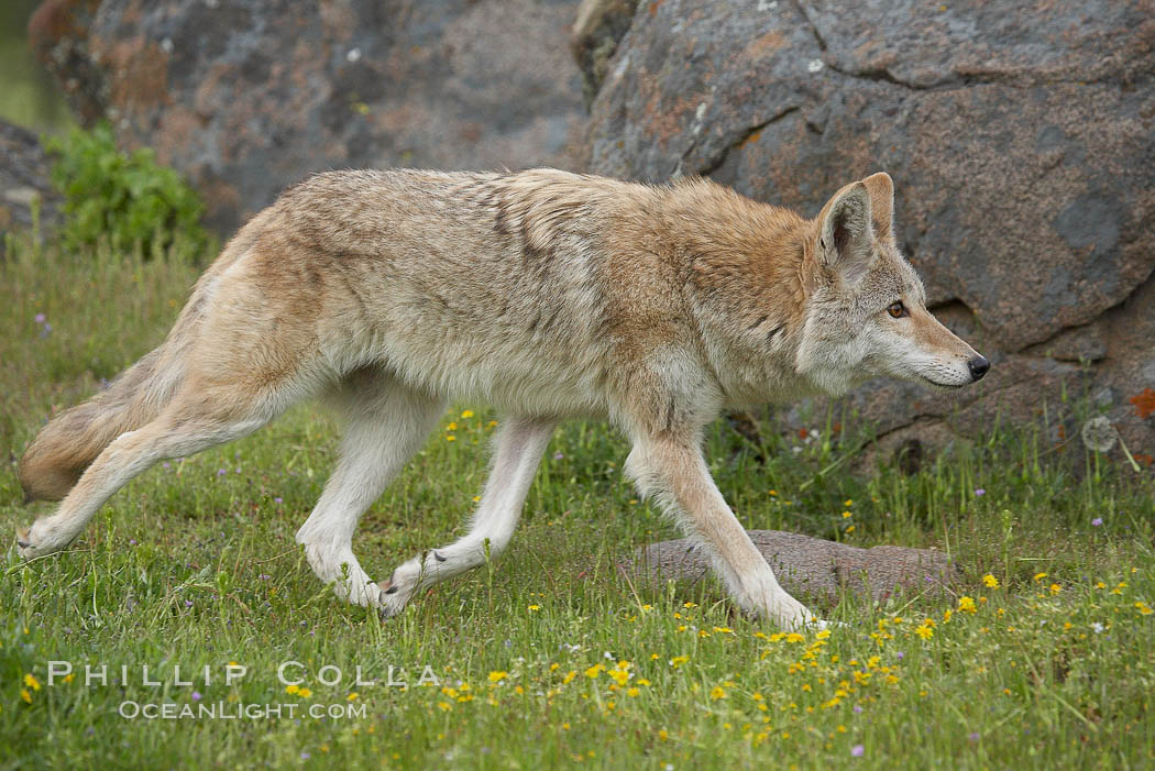 Coyote, Sierra Nevada foothills, Mariposa, California., Canis latrans, natural history stock photograph, photo id 15906