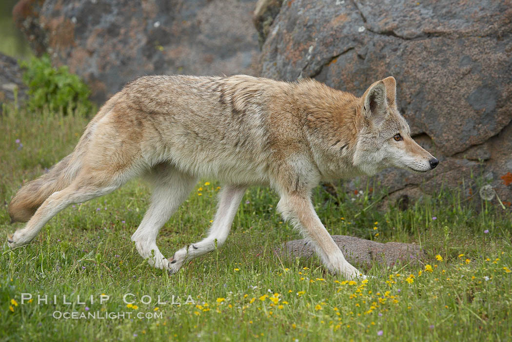 Coyote, Sierra Nevada foothills, Mariposa, California., Canis latrans, natural history stock photograph, photo id 15906