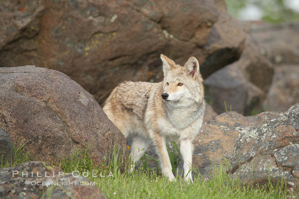 Coyote, Sierra Nevada foothills, Mariposa, California., Canis latrans, natural history stock photograph, photo id 15888