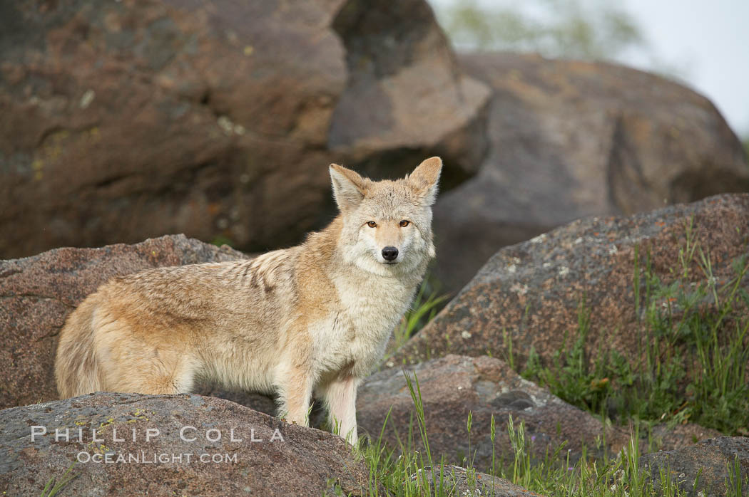 Coyote, Sierra Nevada foothills, Mariposa, California., Canis latrans, natural history stock photograph, photo id 15891