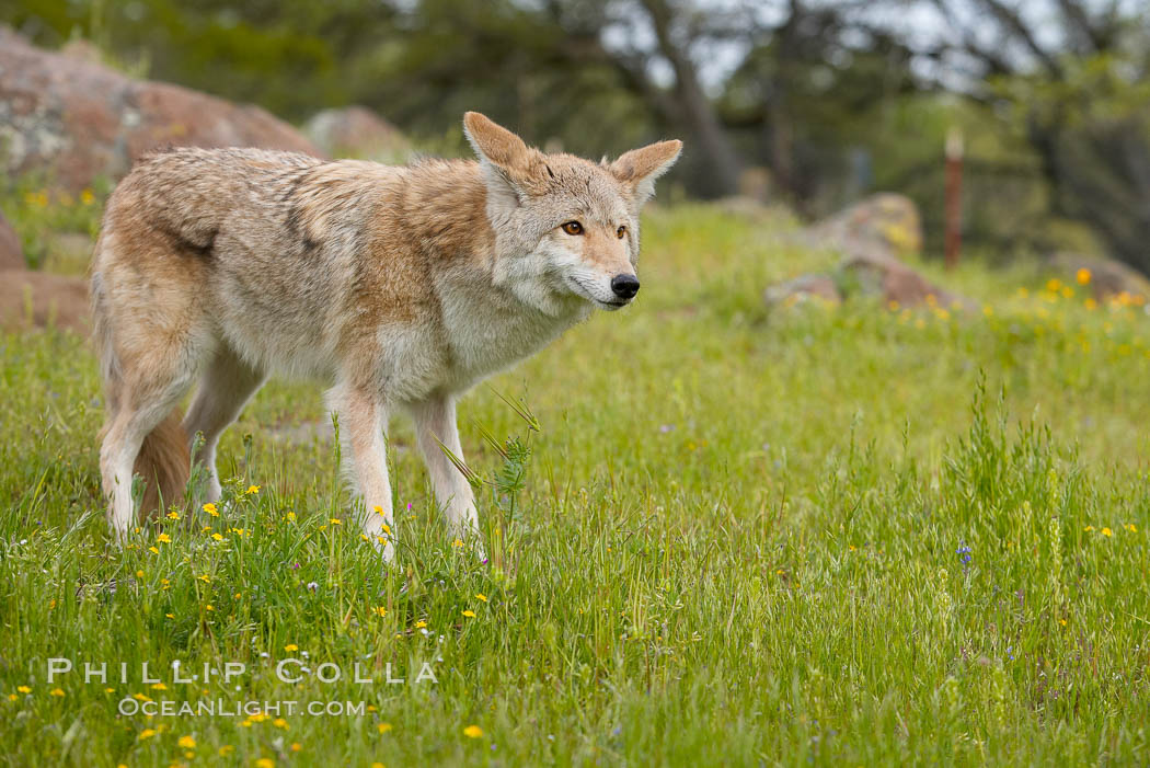 Coyote, Sierra Nevada foothills, Mariposa, California., Canis latrans, natural history stock photograph, photo id 15899