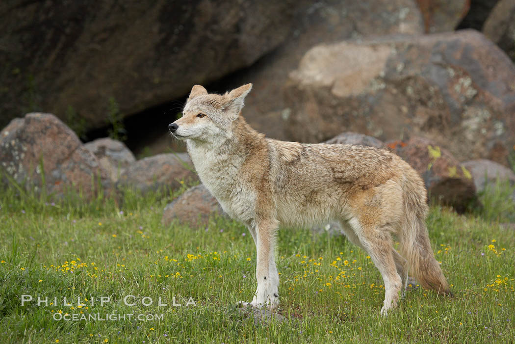 Coyote, Sierra Nevada foothills, Mariposa, California., Canis latrans, natural history stock photograph, photo id 15911