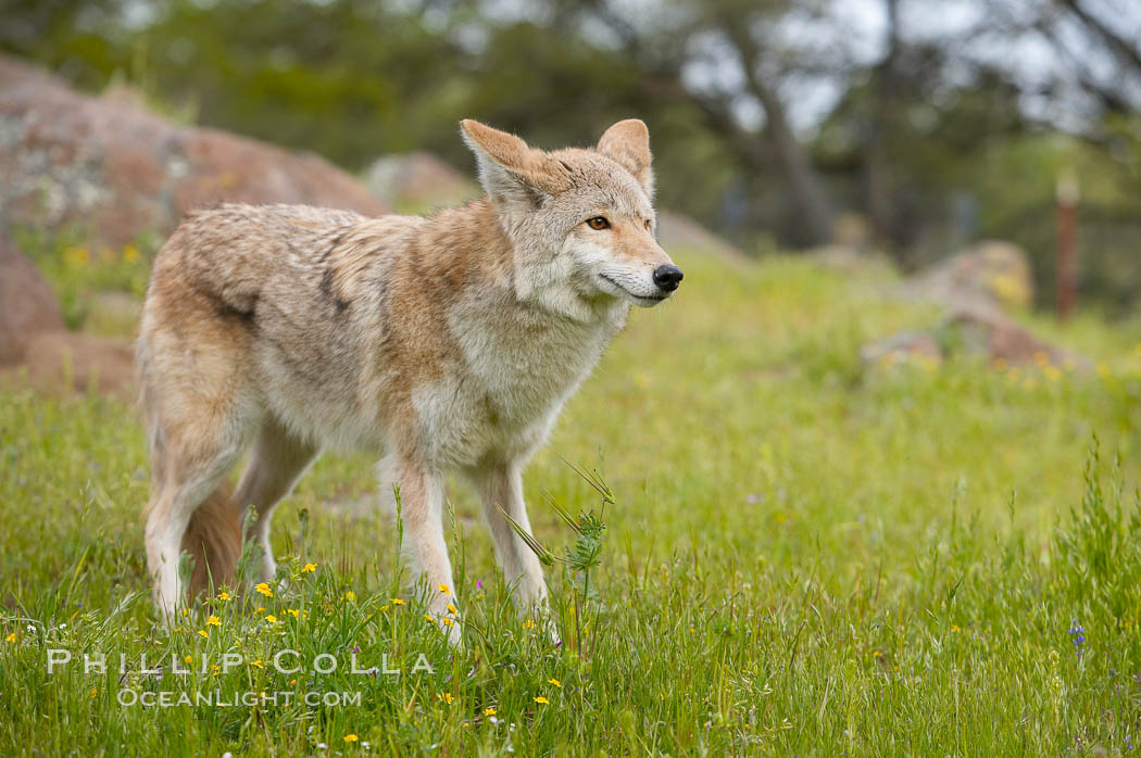 Coyote, Sierra Nevada foothills, Mariposa, California., Canis latrans, natural history stock photograph, photo id 15893