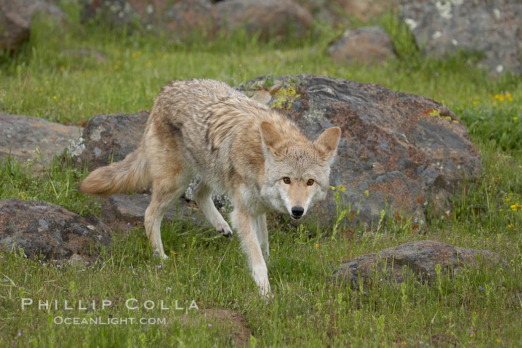 Coyote, Sierra Nevada foothills, Mariposa, California., Canis latrans, natural history stock photograph, photo id 15905