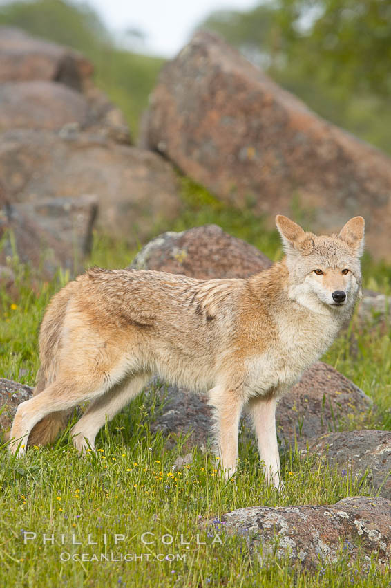 Coyote, Sierra Nevada foothills, Mariposa, California., Canis latrans, natural history stock photograph, photo id 15913