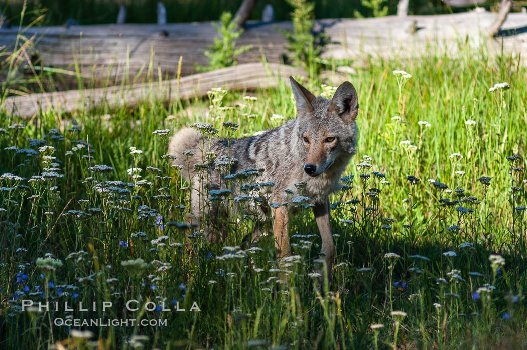 A coyote hunts through grass for small rodents.  Heron Pond. Grand Teton National Park, Wyoming, USA, Canis latrans, natural history stock photograph, photo id 07334