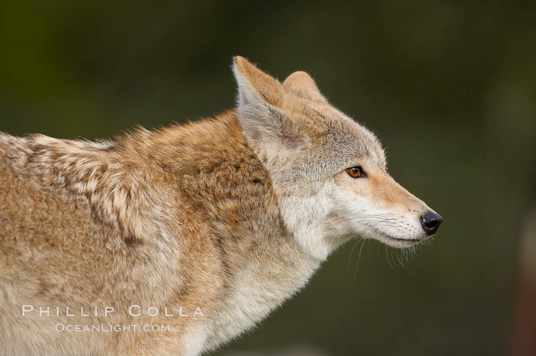 Coyote, Sierra Nevada foothills, Mariposa, California., Canis latrans, natural history stock photograph, photo id 15870
