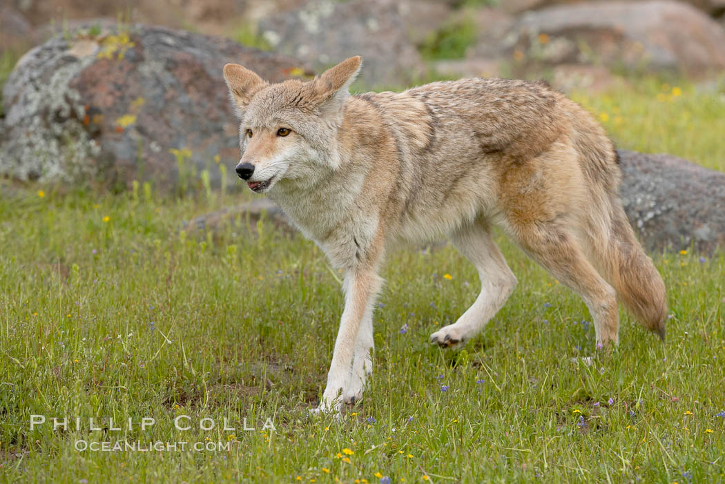 Coyote, Sierra Nevada foothills, Mariposa, California., Canis latrans, natural history stock photograph, photo id 15882