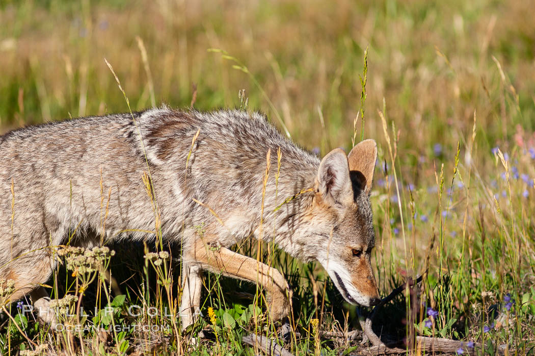 A coyote hunts through grass for small rodents.  Heron Pond. Grand Teton National Park, Wyoming, USA, Canis latrans, natural history stock photograph, photo id 07336