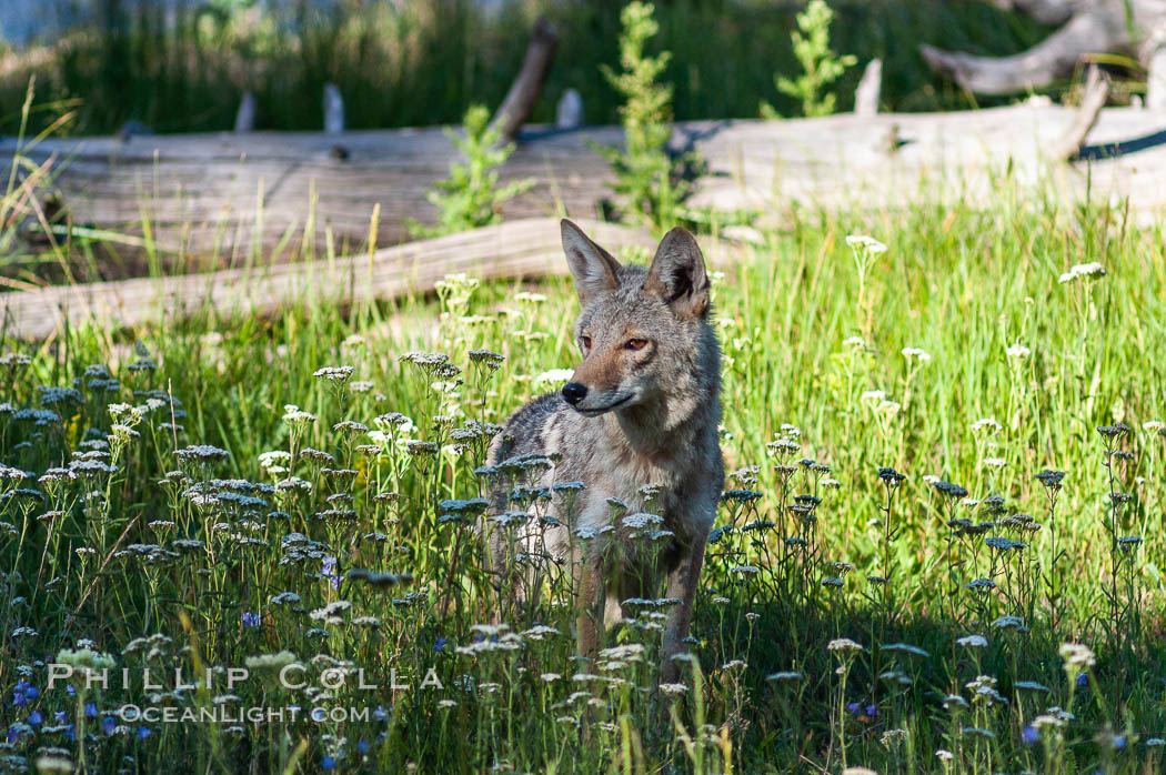 A coyote hunts through grass for small rodents.  Heron Pond. Grand Teton National Park, Wyoming, USA, Canis latrans, natural history stock photograph, photo id 07335