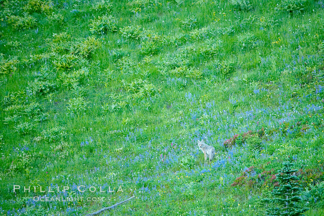 Coyote pauses amid a field of lupine near Tipsoo Lake. Tipsoo Lakes, Mount Rainier National Park, Washington, USA, Canis latrans, natural history stock photograph, photo id 13917