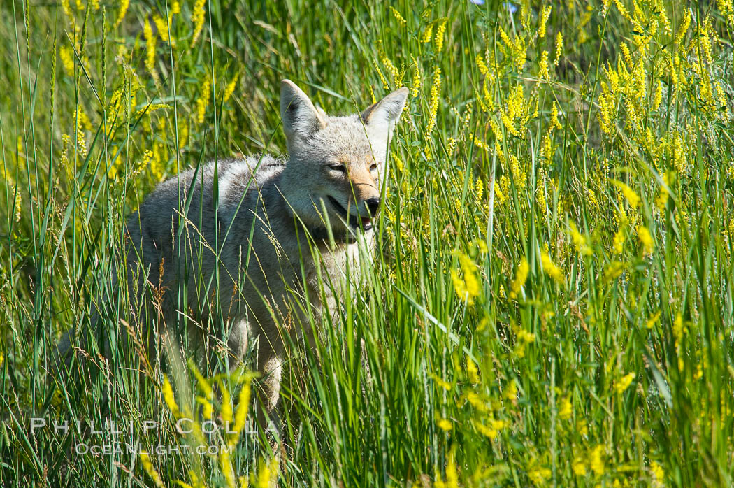 Coyote, Lamar Valley.  This coyote bears not only a radio tracking collar, so researchers can follow its daily movements, but also a small green tag on its left ear. Yellowstone National Park, Wyoming, USA, Canis latrans, natural history stock photograph, photo id 13094