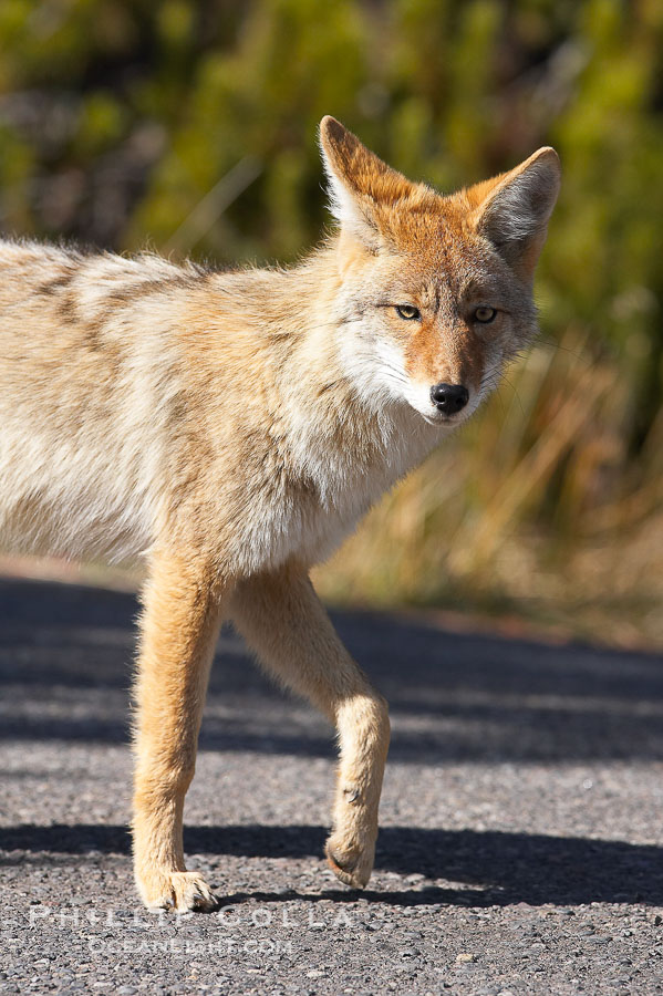 Coyote., Canis latrans, natural history stock photograph, photo id 20970