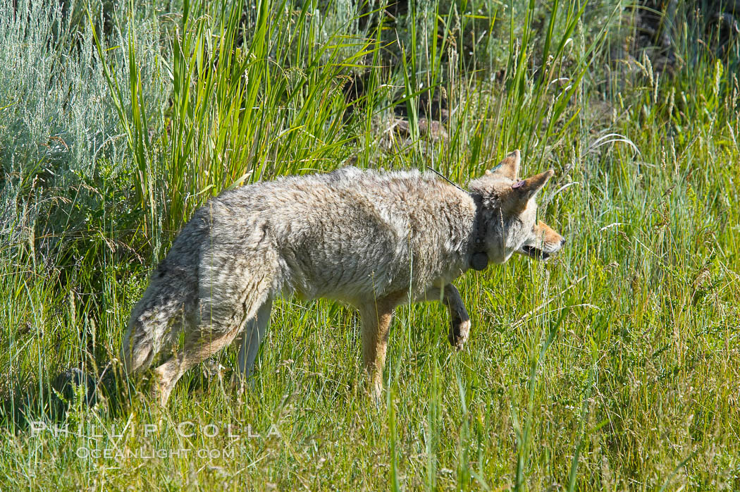 Coyote, Lamar Valley.  This coyote bears not only a radio tracking collar, so researchers can follow its daily movements, but also a small green tag on its left ear. Yellowstone National Park, Wyoming, USA, Canis latrans, natural history stock photograph, photo id 13092