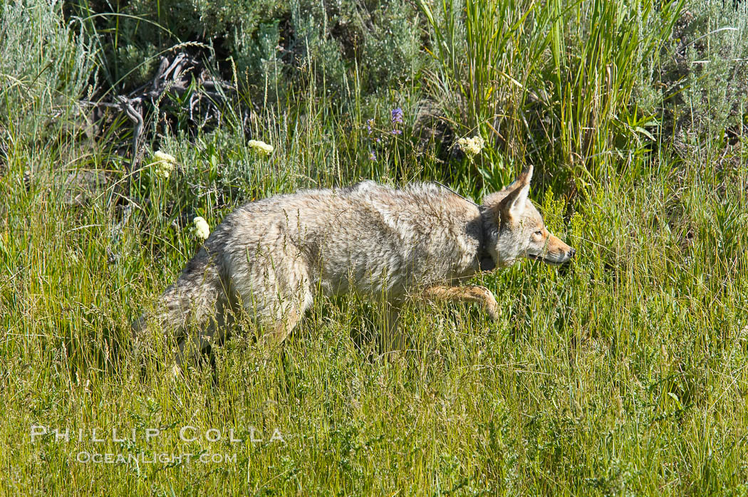 Coyote, Lamar Valley.  This coyote bears not only a radio tracking collar, so researchers can follow its daily movements, but also a small green tag on its left ear. Yellowstone National Park, Wyoming, USA, Canis latrans, natural history stock photograph, photo id 13096