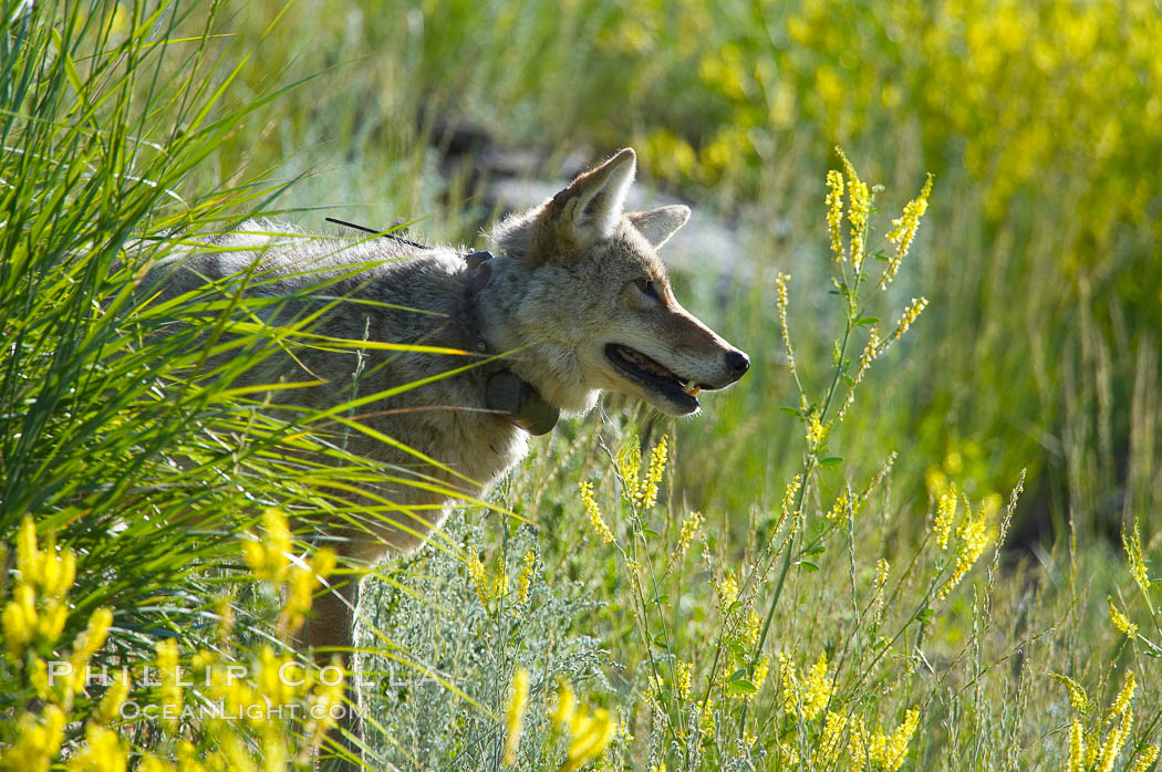 Coyote, Lamar Valley.  This coyote bears not only a radio tracking collar, so researchers can follow its daily movements, but also a small green tag on its left ear. Yellowstone National Park, Wyoming, USA, Canis latrans, natural history stock photograph, photo id 13095