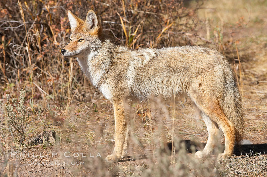 Coyote. Yellowstone National Park, Wyoming, USA, Canis latrans, natural history stock photograph, photo id 20971