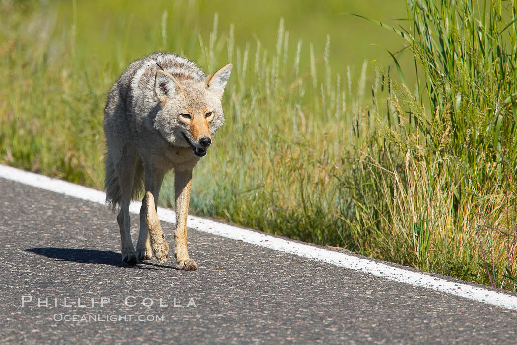 Coyote, Lamar Valley.  This coyote bears not only a radio tracking collar, so researchers can follow its daily movements, but also a small green tag on its left ear. Yellowstone National Park, Wyoming, USA, Canis latrans, natural history stock photograph, photo id 13093