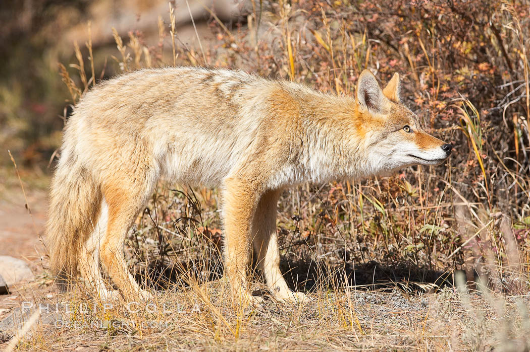 Coyote moves through low-lying bushes and sage. Yellowstone National Park, Wyoming, USA, Canis latrans, natural history stock photograph, photo id 19656