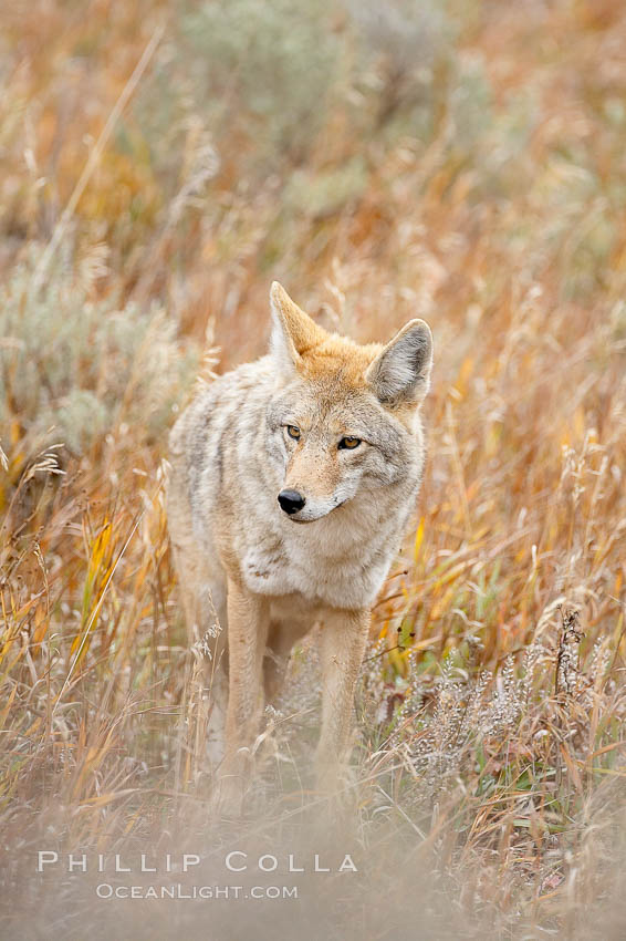 Coyote moves through low-lying bushes and sage. Yellowstone National Park, Wyoming, USA, Canis latrans, natural history stock photograph, photo id 19679