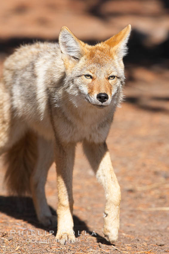 Coyote. Yellowstone National Park, Wyoming, USA, Canis latrans, natural history stock photograph, photo id 19665