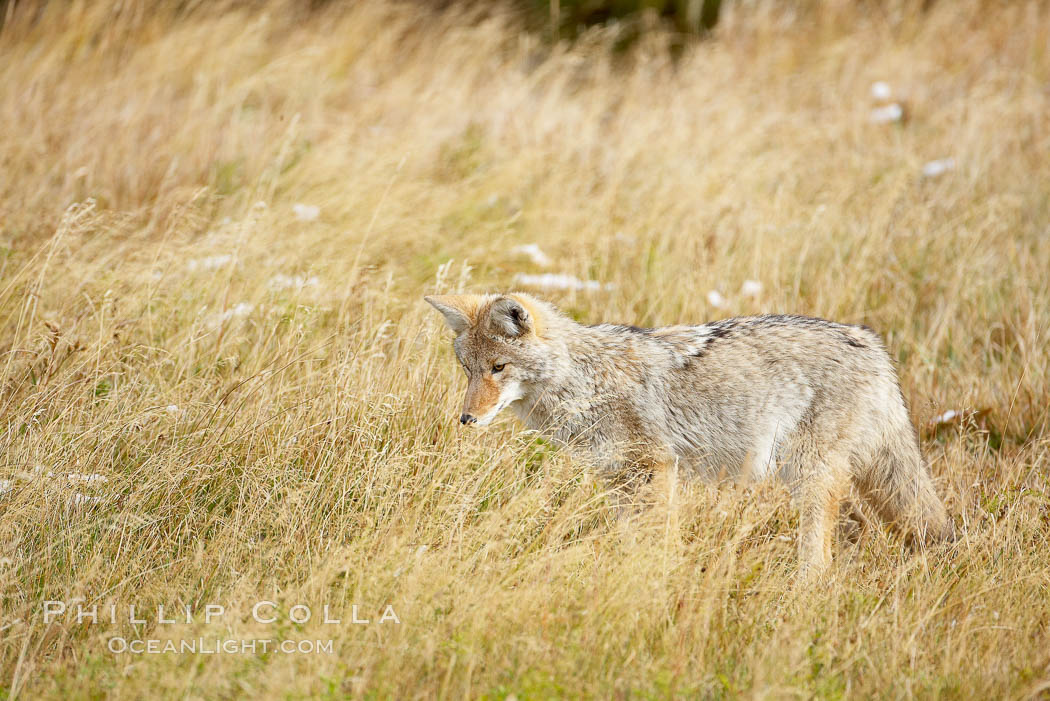 A coyote hunts for voles in tall grass, autumn. Yellowstone National Park, Wyoming, USA, Canis latrans, natural history stock photograph, photo id 19669