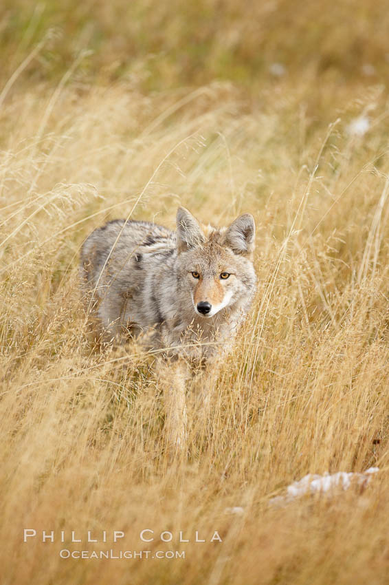 A coyote hunts for voles in tall grass, autumn. Yellowstone National Park, Wyoming, USA, Canis latrans, natural history stock photograph, photo id 19677