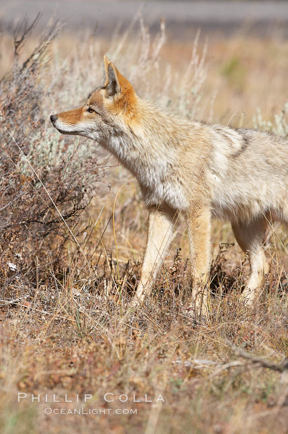Coyote. Yellowstone National Park, Wyoming, USA, Canis latrans, natural history stock photograph, photo id 20973