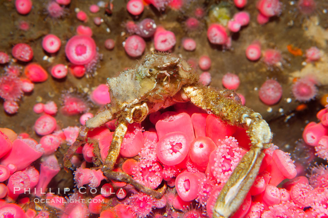 Unidentified marinecrab atop strawberry anemones., Corynactis californica, Crabbius idontknowus, natural history stock photograph, photo id 14956