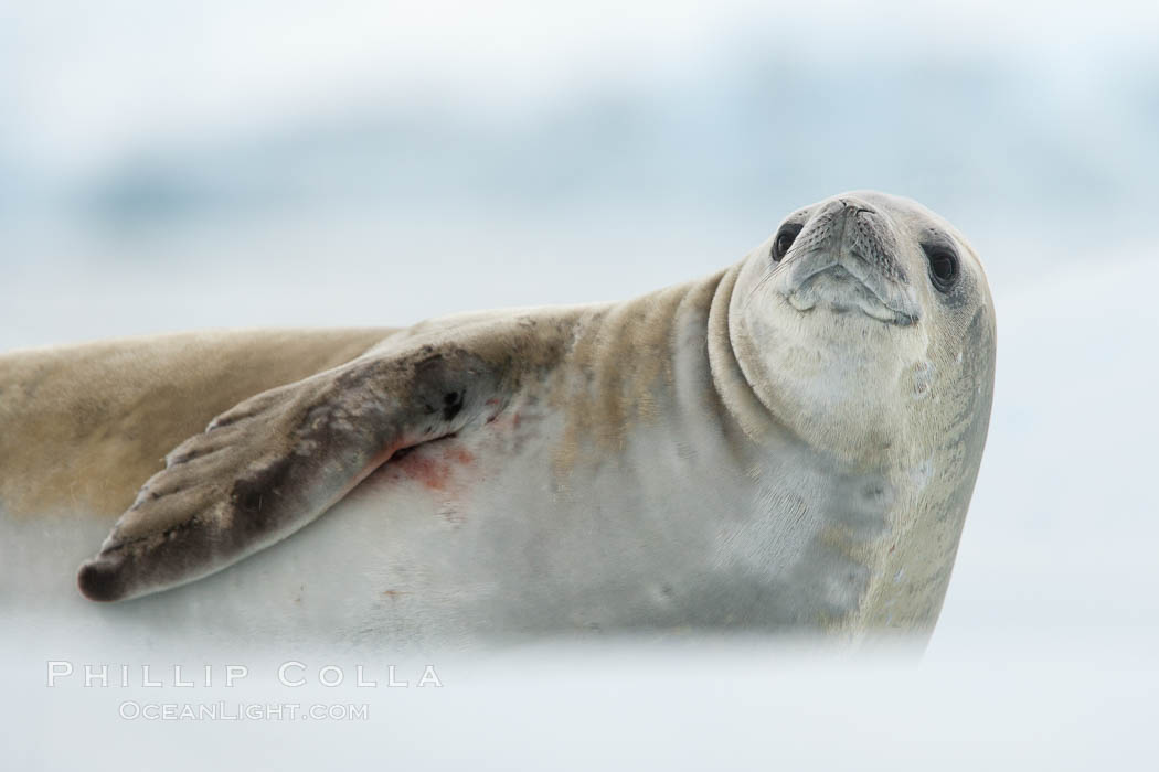 A crabeater seal, hauled out on pack ice to rest. Crabeater seals reach 2m and 200kg in size, with females being slightly larger than males. Crabeaters are the most abundant species of seal in the world, with as many as 75 million individuals. Despite its name, 80% the crabeater seal's diet consists of Antarctic krill. They have specially adapted teeth to strain the small krill from the water, Lobodon carcinophagus, Neko Harbor