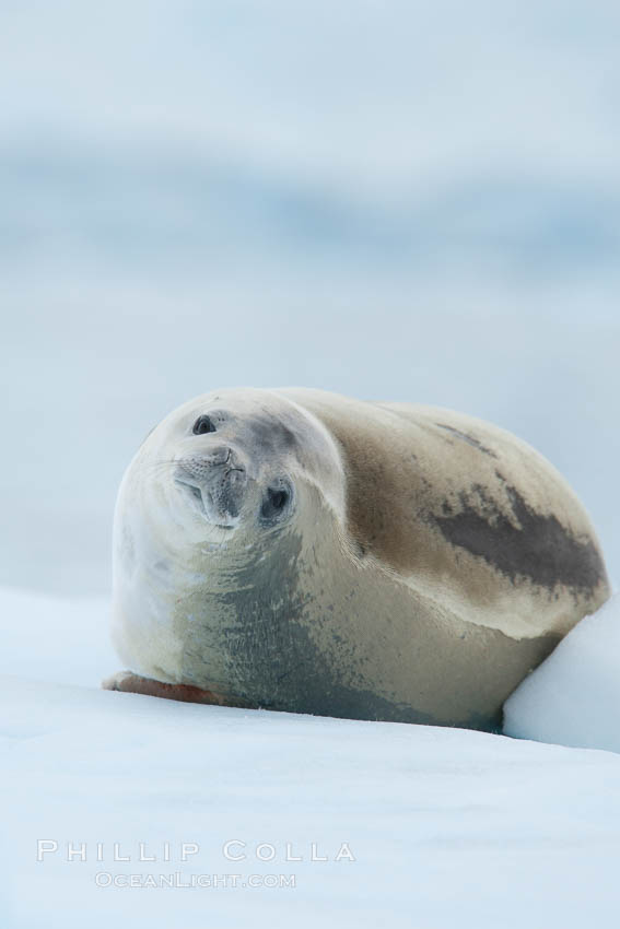 A crabeater seal, hauled out on pack ice to rest.  Crabeater seals reach 2m and 200kg in size, with females being slightly larger than males.  Crabeaters are the most abundant species of seal in the world, with as many as 75 million individuals.  Despite its name, 80% the crabeater seal's diet consists of Antarctic krill.  They have specially adapted teeth to strain the small krill from the water. Neko Harbor, Antarctic Peninsula, Antarctica, Lobodon carcinophagus, natural history stock photograph, photo id 25710